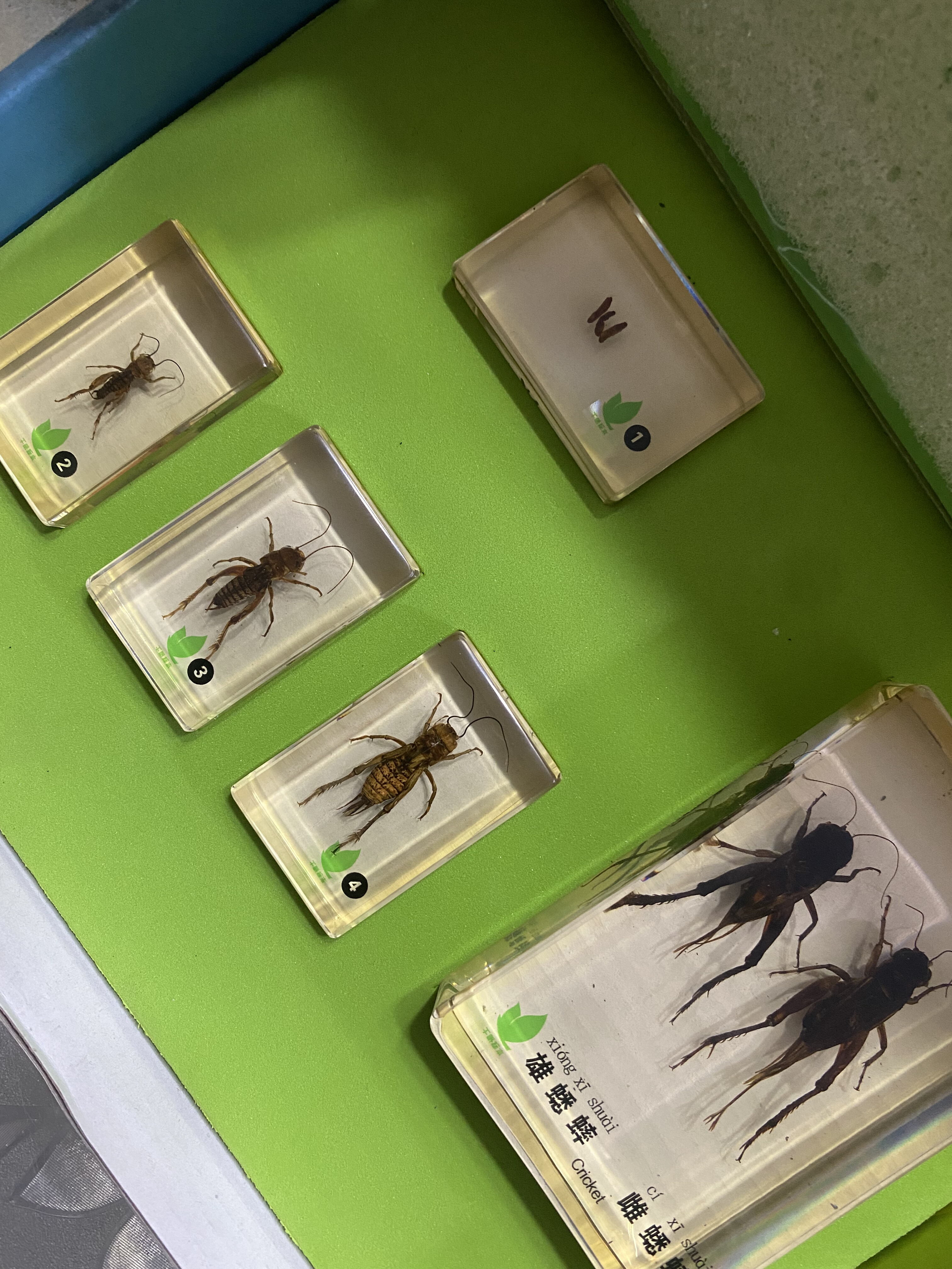 少儿益智类 小蟋蟀的成长记3-10岁玩具科普 样品,文具电教/文化用品/商务用品,教学标本/模型,淘宝优惠券,粉丝福利购,淘宝优惠卷