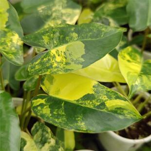 绿艺园艺绿植花卉  室内装饰锦化热植  伯乐锦蔓绿绒