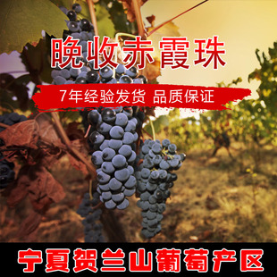 三十年老藤酒庄赤霞珠限产葡萄宁夏贺兰山葡萄产区直发鲜酿酒葡萄