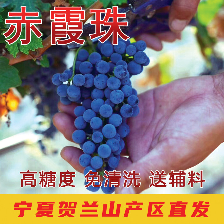 20斤赤霞珠酿酒葡萄山葡萄泡酒宁夏贺兰山葡萄产区直发新鲜酒葡萄