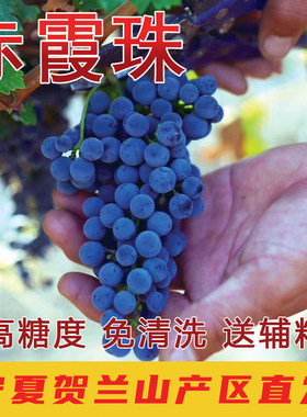 新鲜赤霞珠酿酒葡萄专业酿酒葡萄