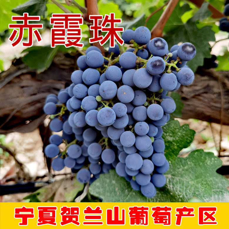 宁夏赤霞珠酿酒葡萄专业酿酒葡萄