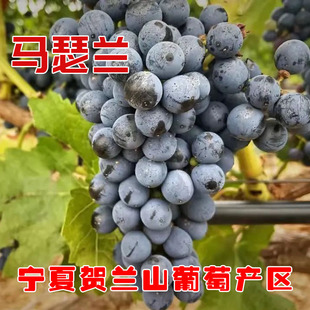 20斤宁夏贺兰山马瑟兰酒庄级限产酿酒葡萄自酿葡萄赤霞珠酿酒葡萄