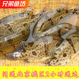 900克/条北京闪送鲜活鳜鱼 桂鱼生猛鲜活水产松鼠桂鱼肉甜味