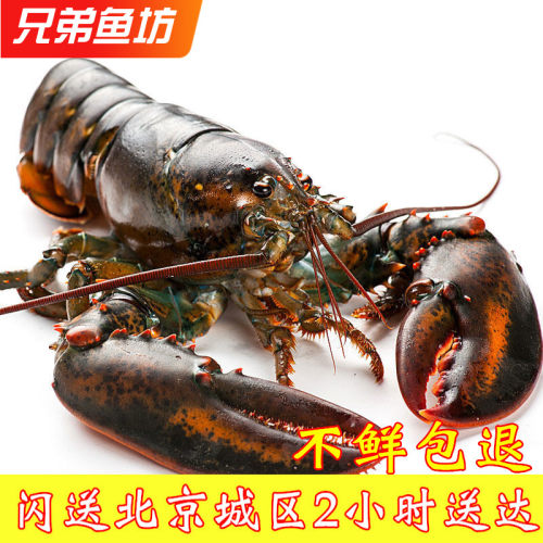 北京闪送鲜活加拿大波士顿龙虾波龙海鲜新鲜满肉大龙虾1-10斤可选