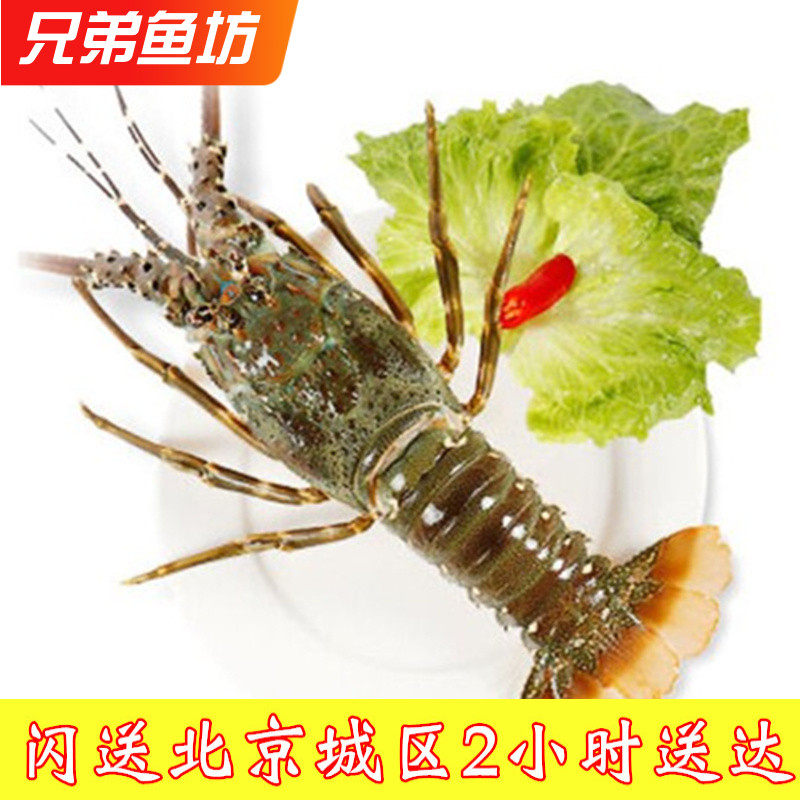 北京闪送鲜活小青龙印尼海鲜龙虾青龙仔海鲜水产古巴龙澳洲龙虾仔