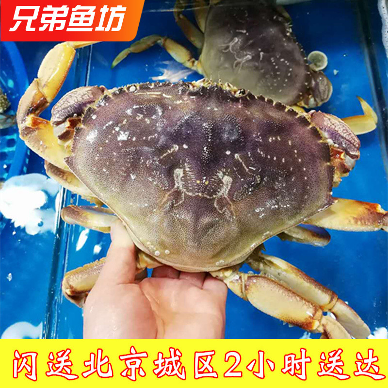 珍宝蟹鲜活海鲜进口螃蟹