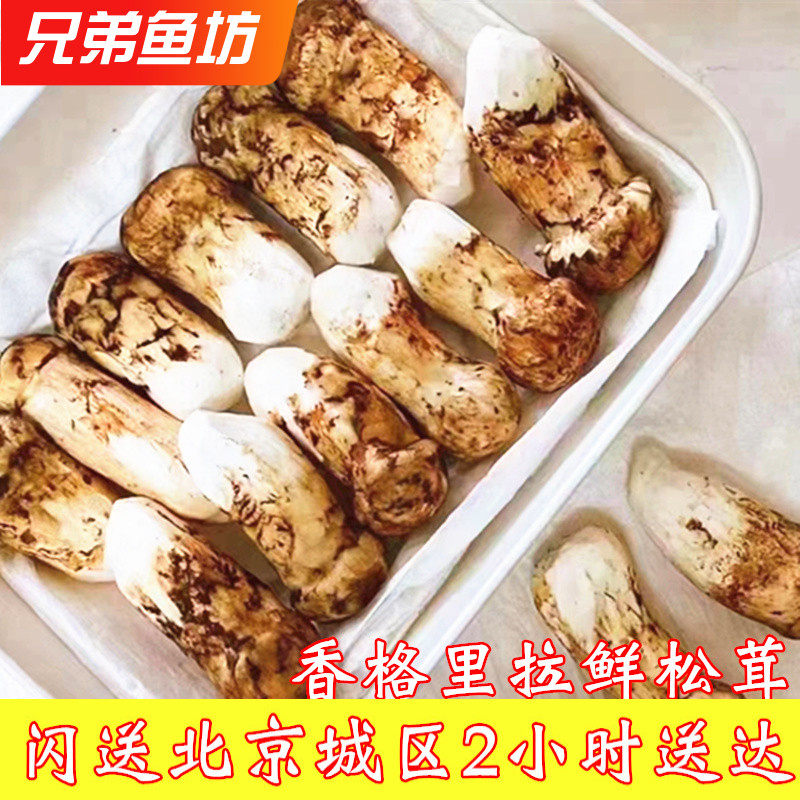 2斤装香格里拉新鲜松茸野生菌