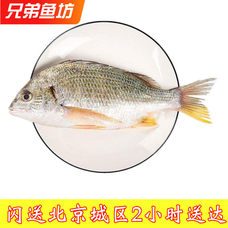 500g 北京闪送黄翅鱼海鲜水产冰鲜鱼黄腊鱼鲷鱼鲜加吉海鱼新鲜