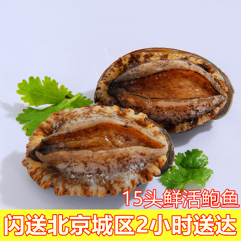 35克/只北京闪送生猛海鲜大连鲍 鲍鱼 鲜活鲍鱼带壳鲍鱼小鲍鱼