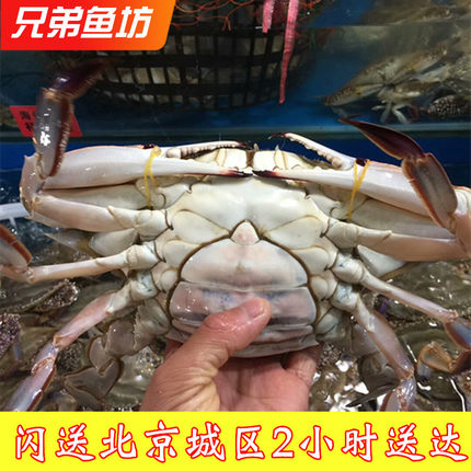 3-9两/只北京闪送活海蟹沙母蟹红膏蟹海鲜满黄满肉梭子蟹 飞蟹