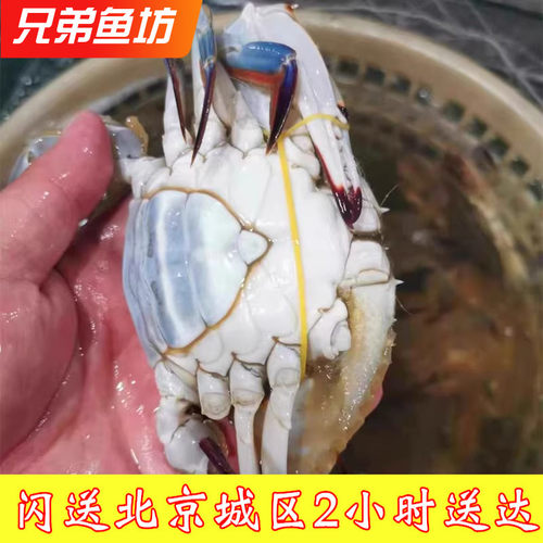 冰鲜满黄梭子蟹满肉海螃蟹