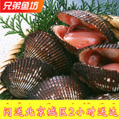 3只 日料食材 500g 鲜活赤贝 水产鲜活海鲜贝类 北京闪送
