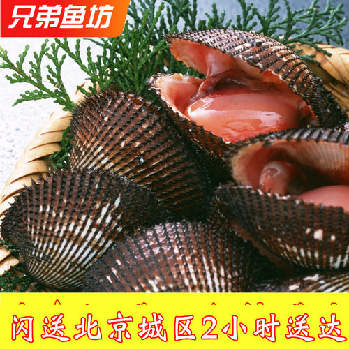 500克鲜活大赤贝料理刺身贝类