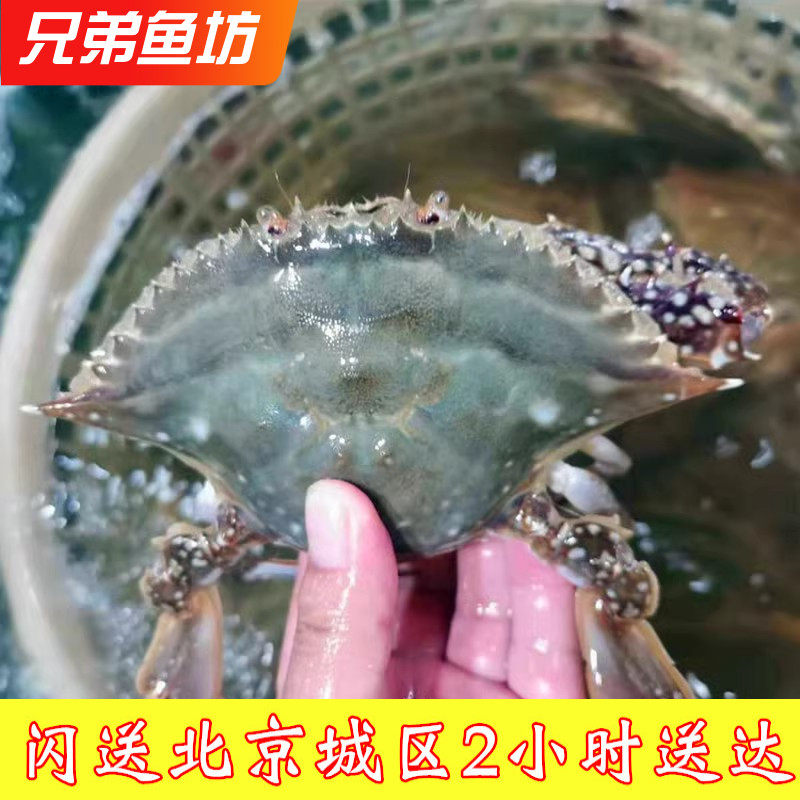 500克北京闪送满黄满肉梭子蟹残蟹掉腿螃蟹红膏蟹海鲜飞蟹母蟹,水产肉类/新鲜蔬果/熟食,梭子蟹,淘宝优惠券,粉丝福利购,淘宝优惠卷