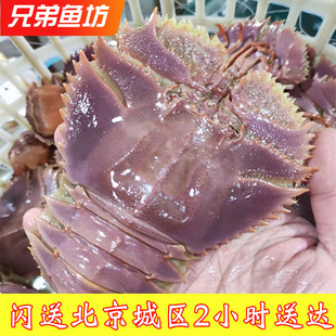 3-5只/斤北京闪送鲜活琵琶虾虾爬子舟山九齿扇虾虾姑活虾海鲜水产