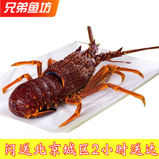 2-8斤/只北京闪送鲜活大澳龙新鲜红龙澳洲进口大龙虾海鲜水产奥龙