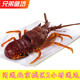 8斤 只北京闪送鲜活大澳龙新鲜红龙澳洲进口大龙虾海鲜水产奥龙