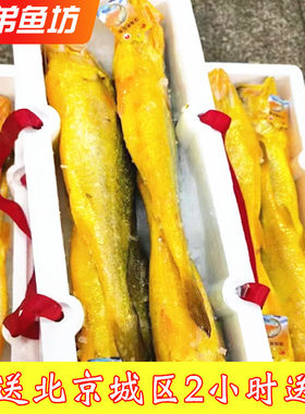 精品深海黄花鱼冰鲜大黄鱼
