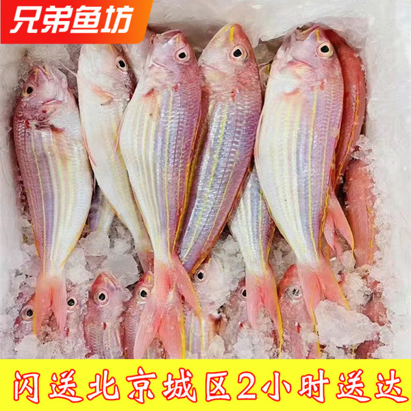 冰鲜金线鱼新鲜海捕金丝鱼