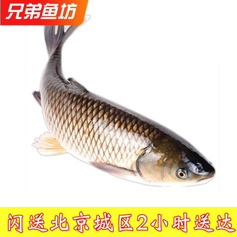 10-12斤/条北京闪送鲜活脆皖鱼广东中山东升吊水脆肉皖鱼可清理