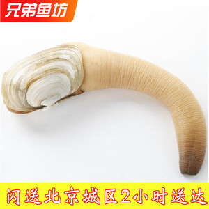 鲜活水蚌象拔蚌海鲜刺身食材