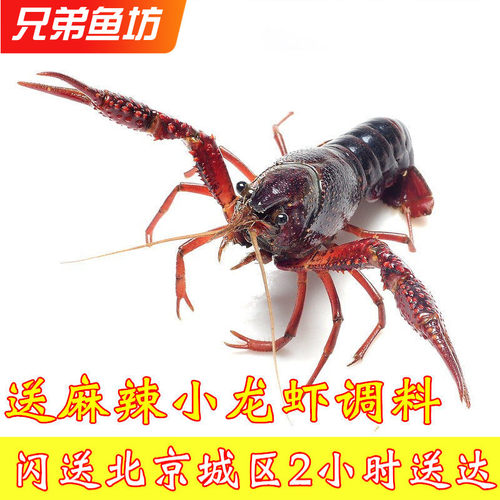 3斤装北京闪送鲜活清水小龙虾