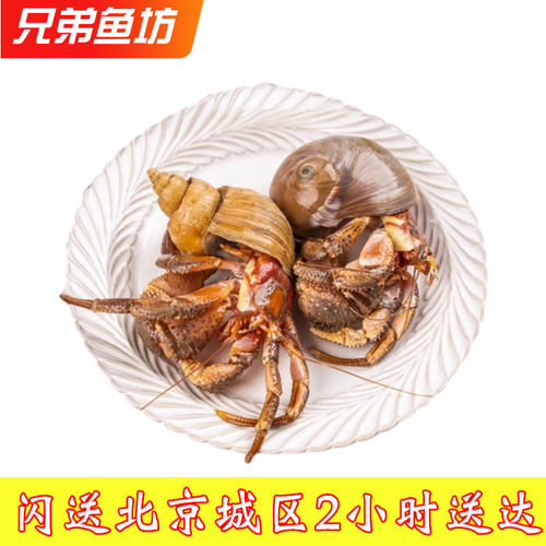 鲜活带壳虾怪寄居蟹海鲜