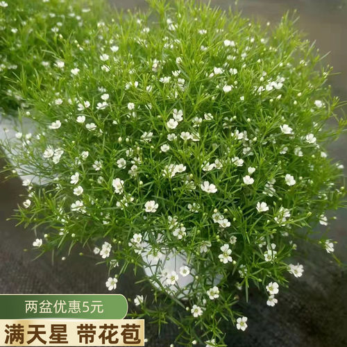 满天星盆栽粉色带花苞四季开花好养活花期久室内阳台庭院绿植花卉
