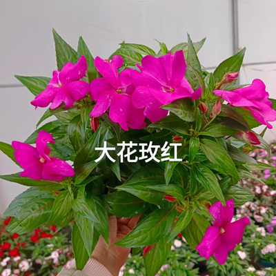凤仙花盆栽带花苞四季开花好养活