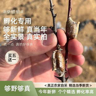 桑螵蛸孵化野生新鲜螳螂卵螳螂籽螳螂孵化刀螂籽泡酒泡茶滋补中药