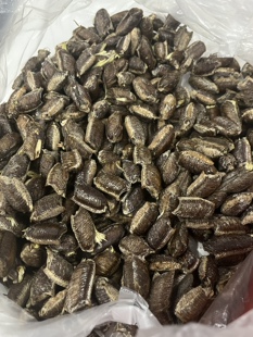 桑螵蛸特级螳螂卵籽刀螂新鲜生熟泡茶泡酒男性滋补茶锁阳中药