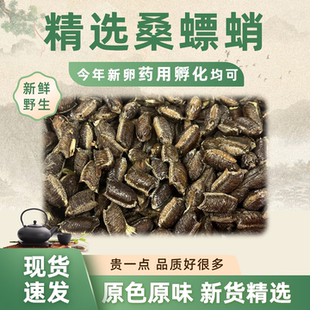 桑螵蛸孵化野生新鲜螳螂卵螳螂籽螳螂孵化刀螂籽泡酒泡茶滋补中药