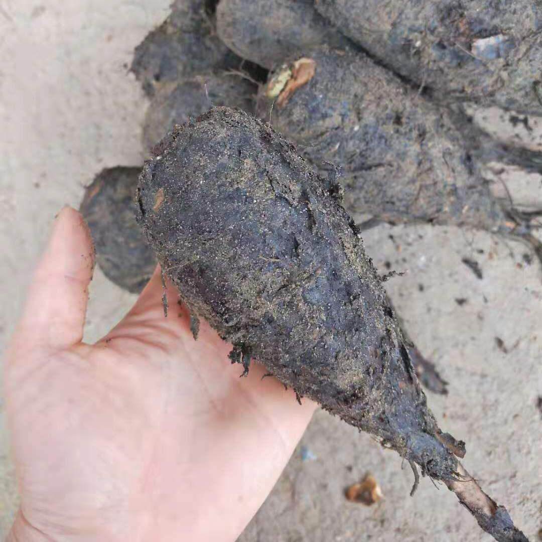 新鲜入地老鼠根野生药材茉莉花根紫花广东煲汤钻地老鼠500克包邮
