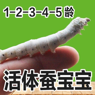 小蚕虫活物春蚕种蚕子天然幼蚕高级三龄蚕宝宝学生养蚕套装三年级