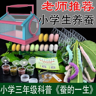 天然彩色蚕宝宝学生养蚕套装三年级盒子全套工具幼虫吐金色七彩丝