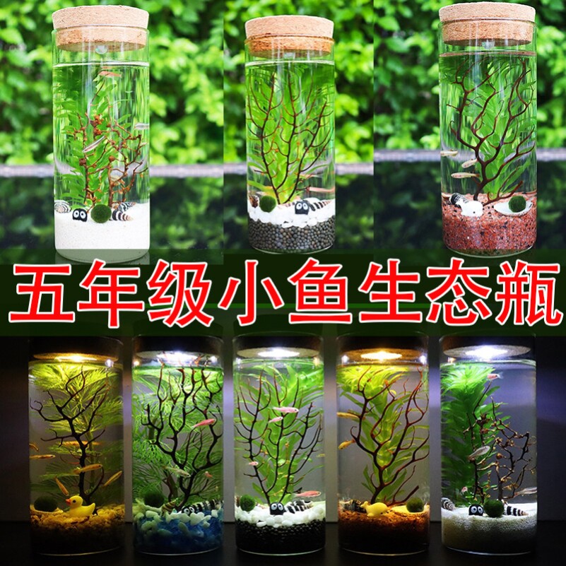 初中生物生态瓶科学作业金鱼藻类材料水草小鱼玻璃鱼缸好打理透明图片