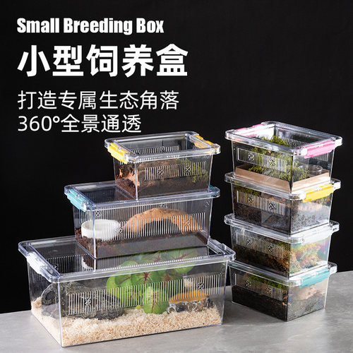 饲养盒睫角守宫角蛙蛇蜘蛛