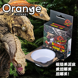 橙子造景日常推荐同款食盆水盆等睫角守宫巨人R树栖盆磁吸喂食盆