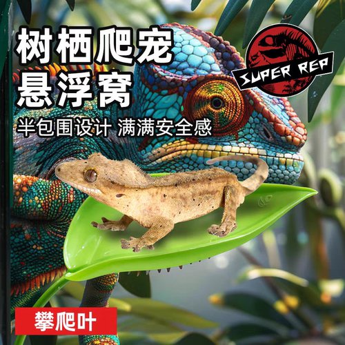 爬虫攀爬吸盘叶子树栖睫角蛙