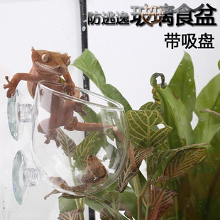玻璃爬宠防逃逸食盆爬虫变色龙守宫睫角玻璃缸喂食器食盆带吸盘