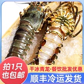 活冻小青龙龙虾鲜活冻古巴大龙虾澳洲龙虾冷冻大虾餐饮年货礼盒