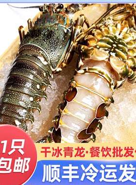 活冻小青龙龙虾鲜活冻古巴大龙虾澳洲龙虾冷冻大虾餐饮年货礼盒