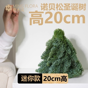 20cm荷兰进口空运诺贝松枝圣诞树鲜活真松枝网红小红书迷你圣诞树