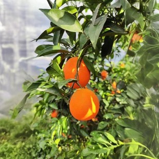 正宗云阳纽荷尔脐橙重庆现摘现发甜蜜广柑新鲜水果橙子10斤20斤