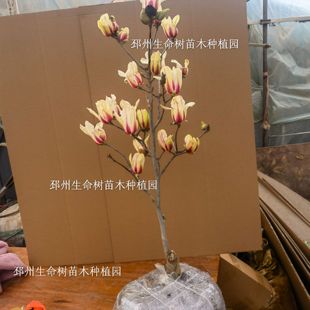 日出玉兰矮生品种树苗木兰玉兰花矮化玉兰适合盆栽庭院绿化工程