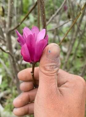 姬辛夷姬玉兰花叶较小