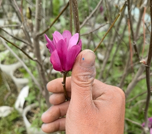 紫花姬辛夷姬玉兰星花玉兰木兰三季开花花叶较小盆景盆栽