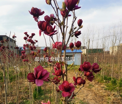 黑郁金香玉兰花玉兰苗白紫红矮化