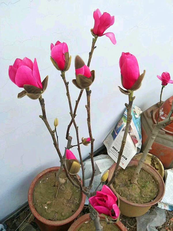 娇红一号玉兰苗玉兰花树苗矮化新品种庭院风景树绿化苗木乔木